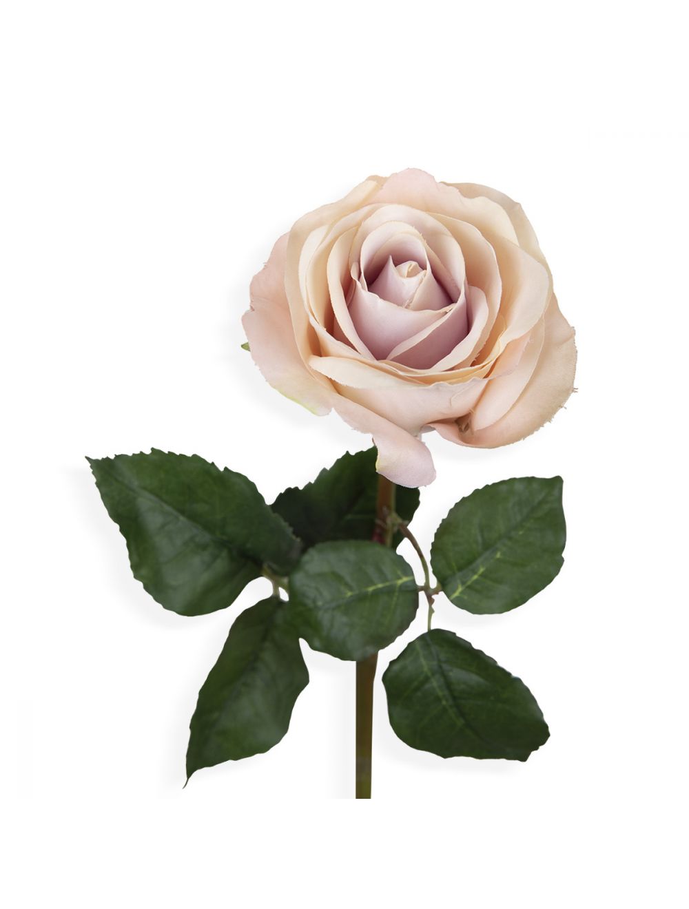 Pink Rose Stem